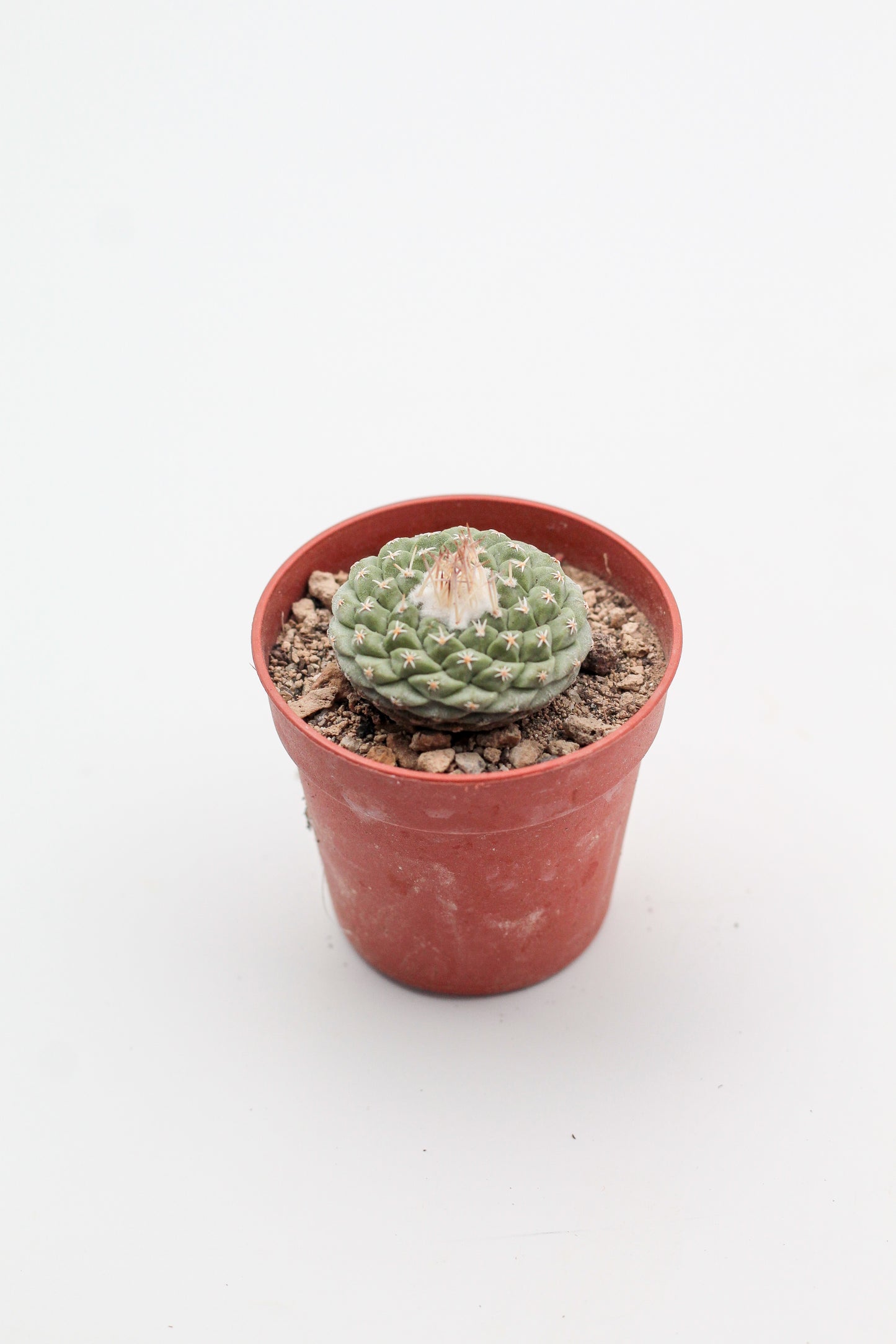 Strombocactus disciformis