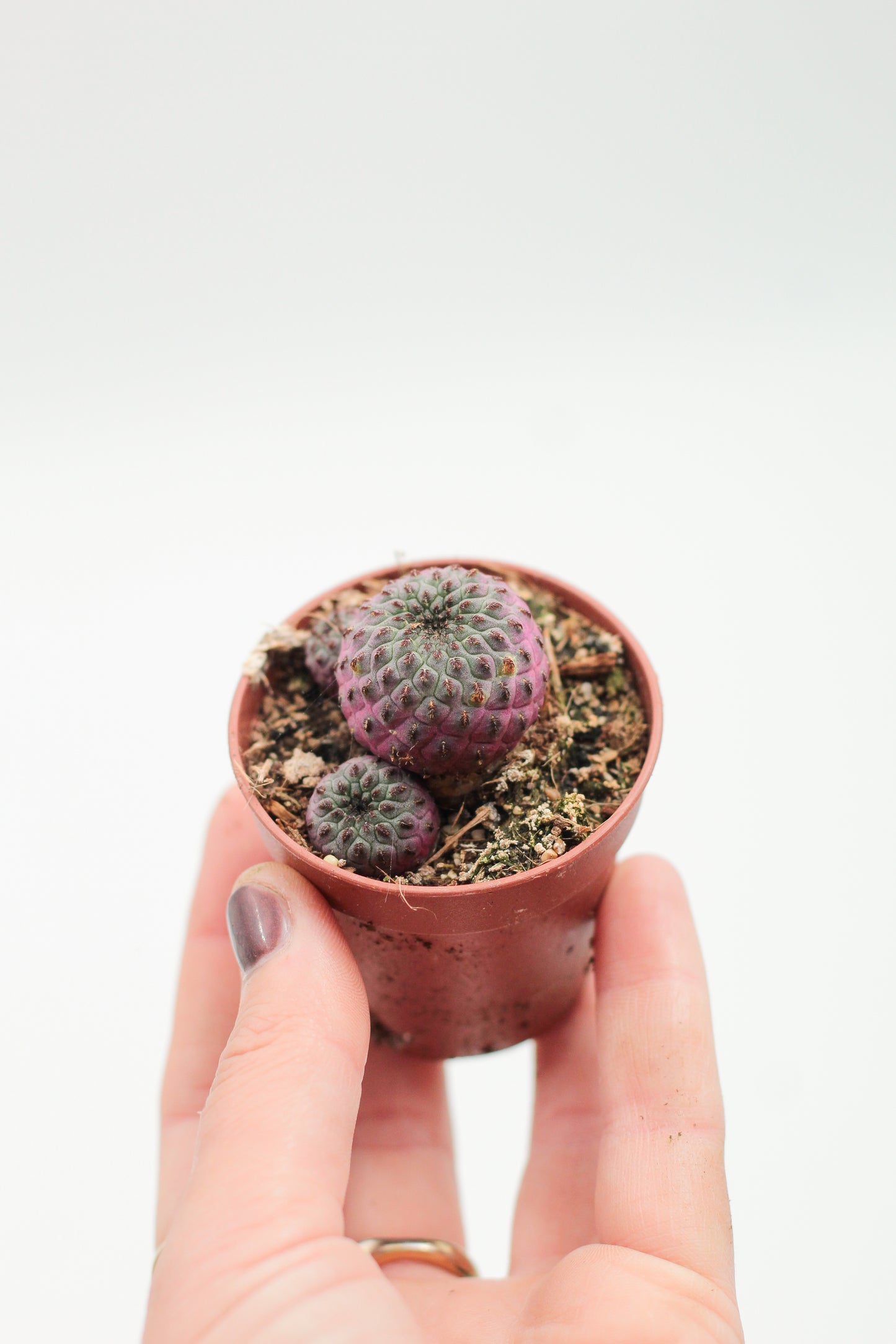 Sulcorebutia Rauschii violacidermis