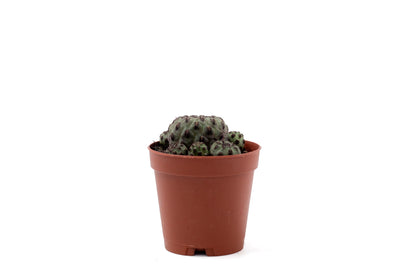 Sulcorebutia rauschii