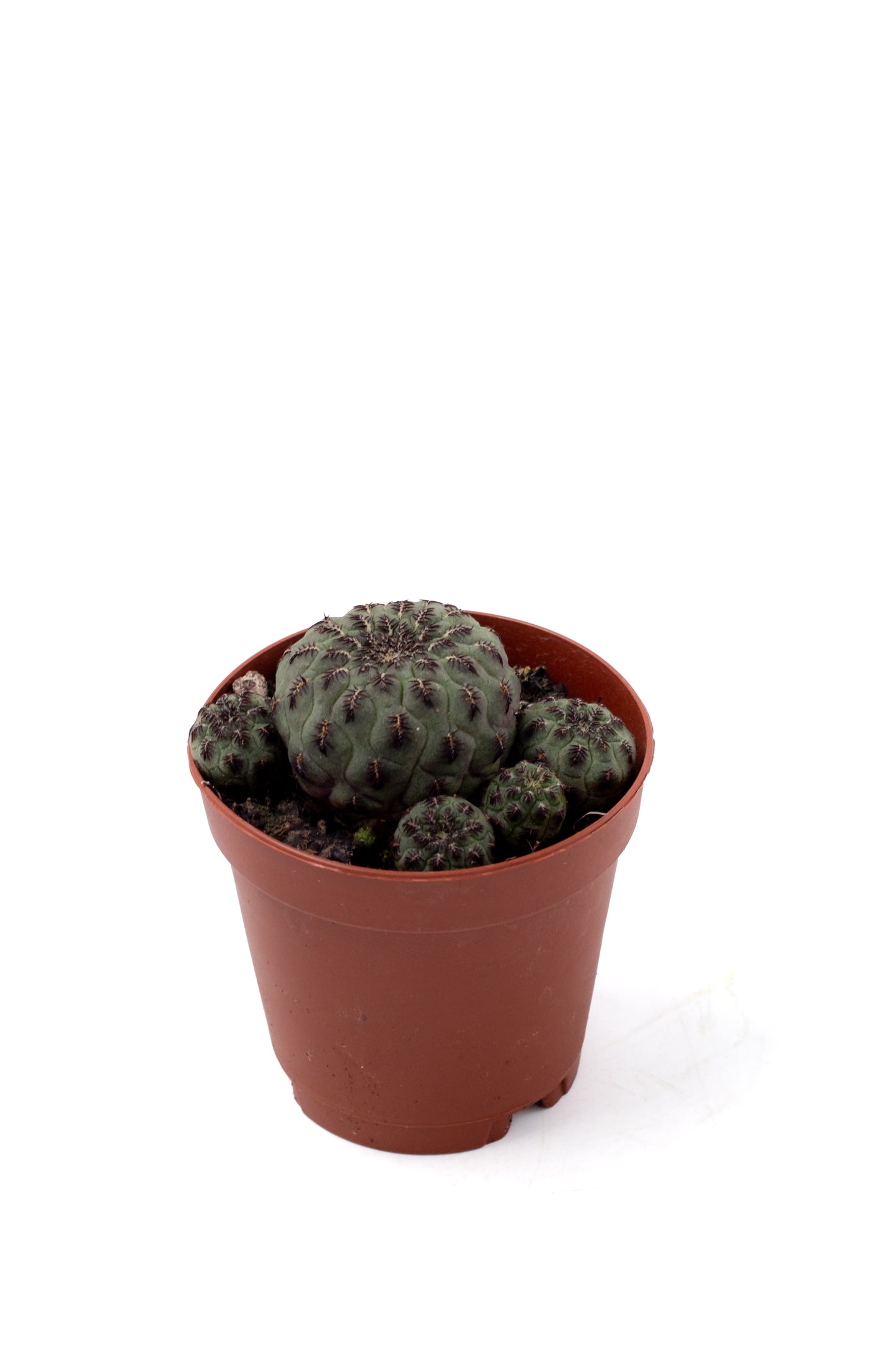 Sulcorebutia rauschii