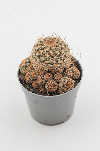 Sulcorebutia breviflora