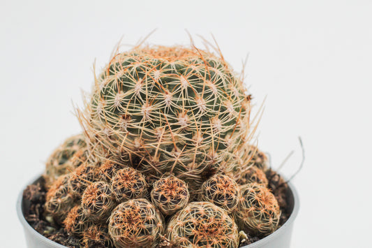Sulcorebutia breviflora