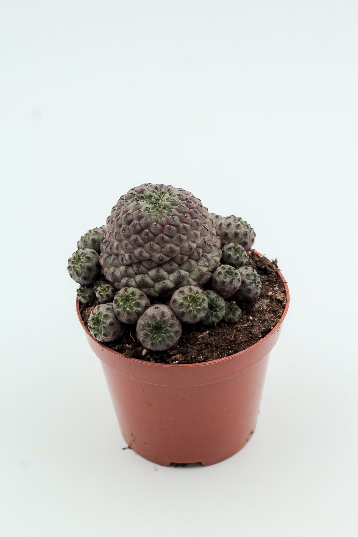 Sulcorebutia rauschii violacidermis