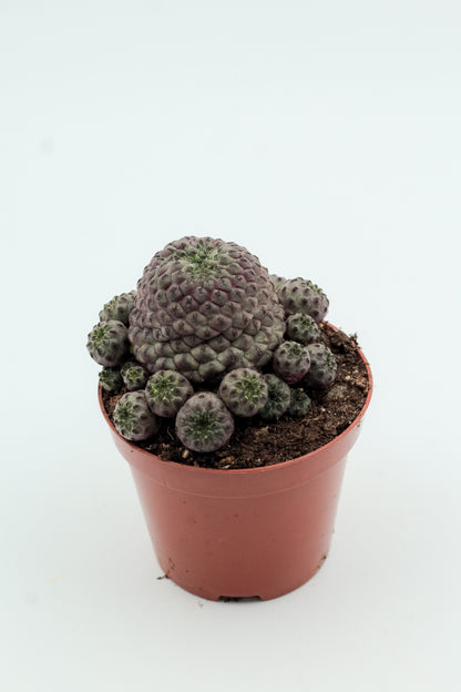 Sulcorebutia rauschii violacidermis