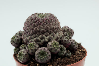 Sulcorebutia rauschii violacidermis