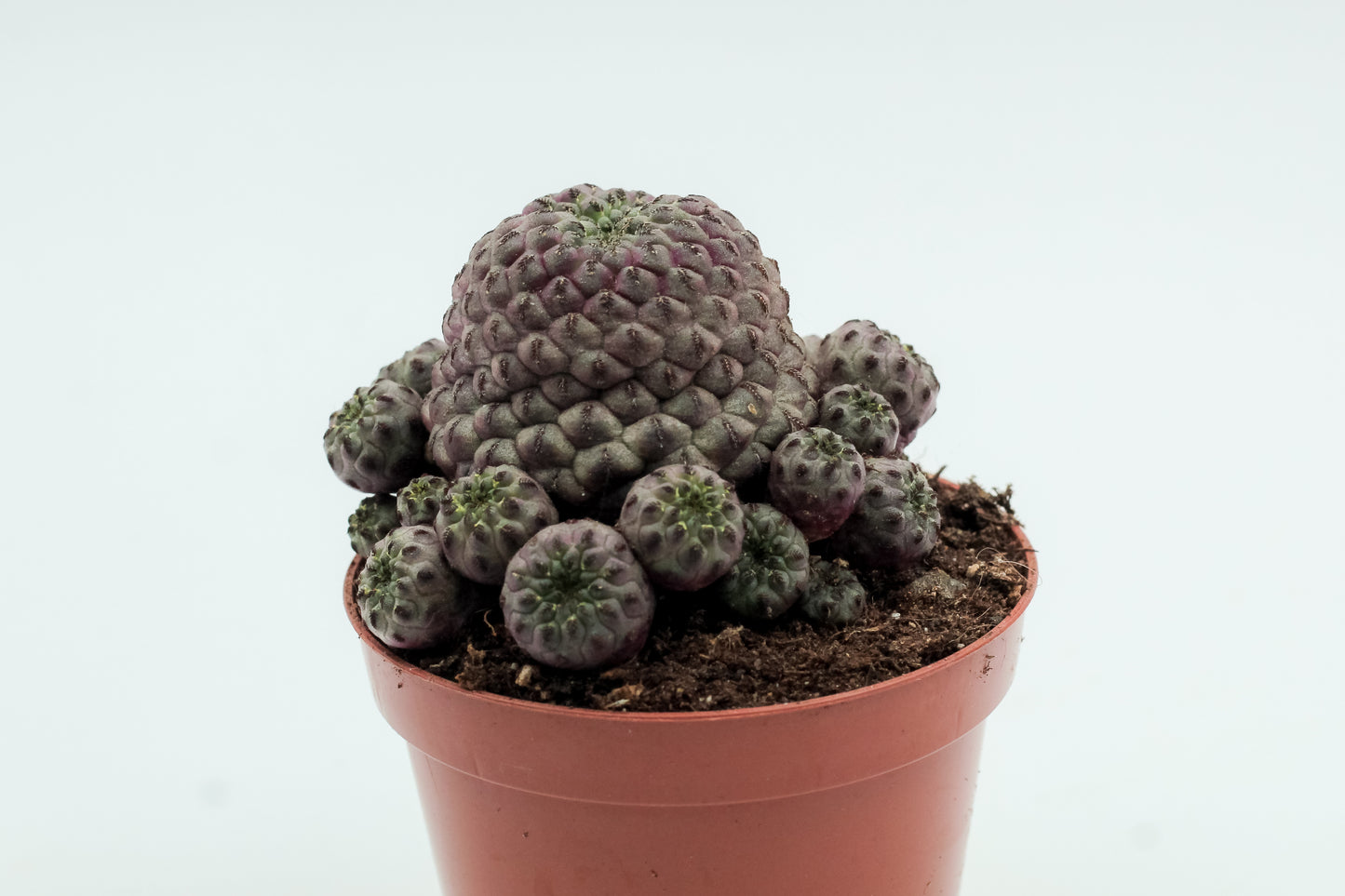 Sulcorebutia rauschii violacidermis