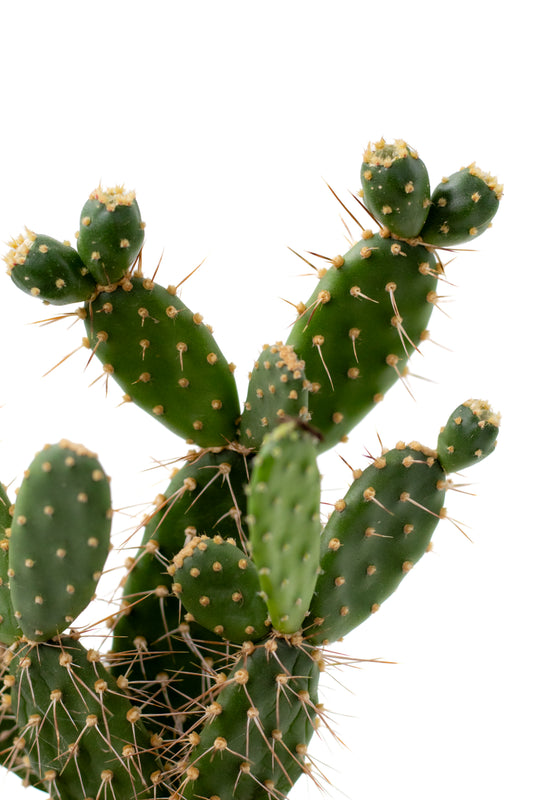 Tacinga Palmadora met vijgen