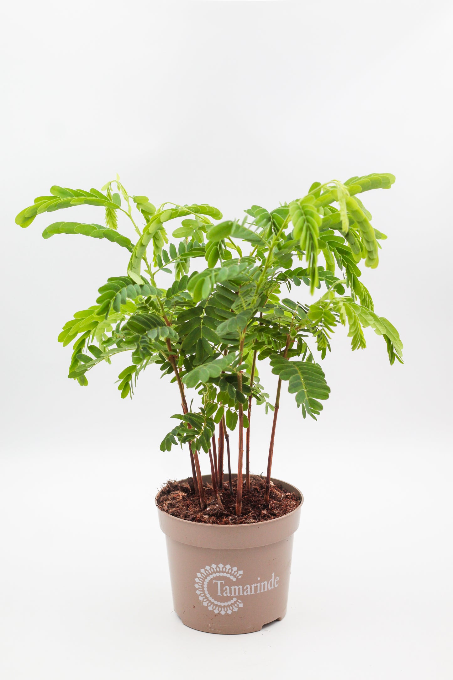 Tamarindus indica