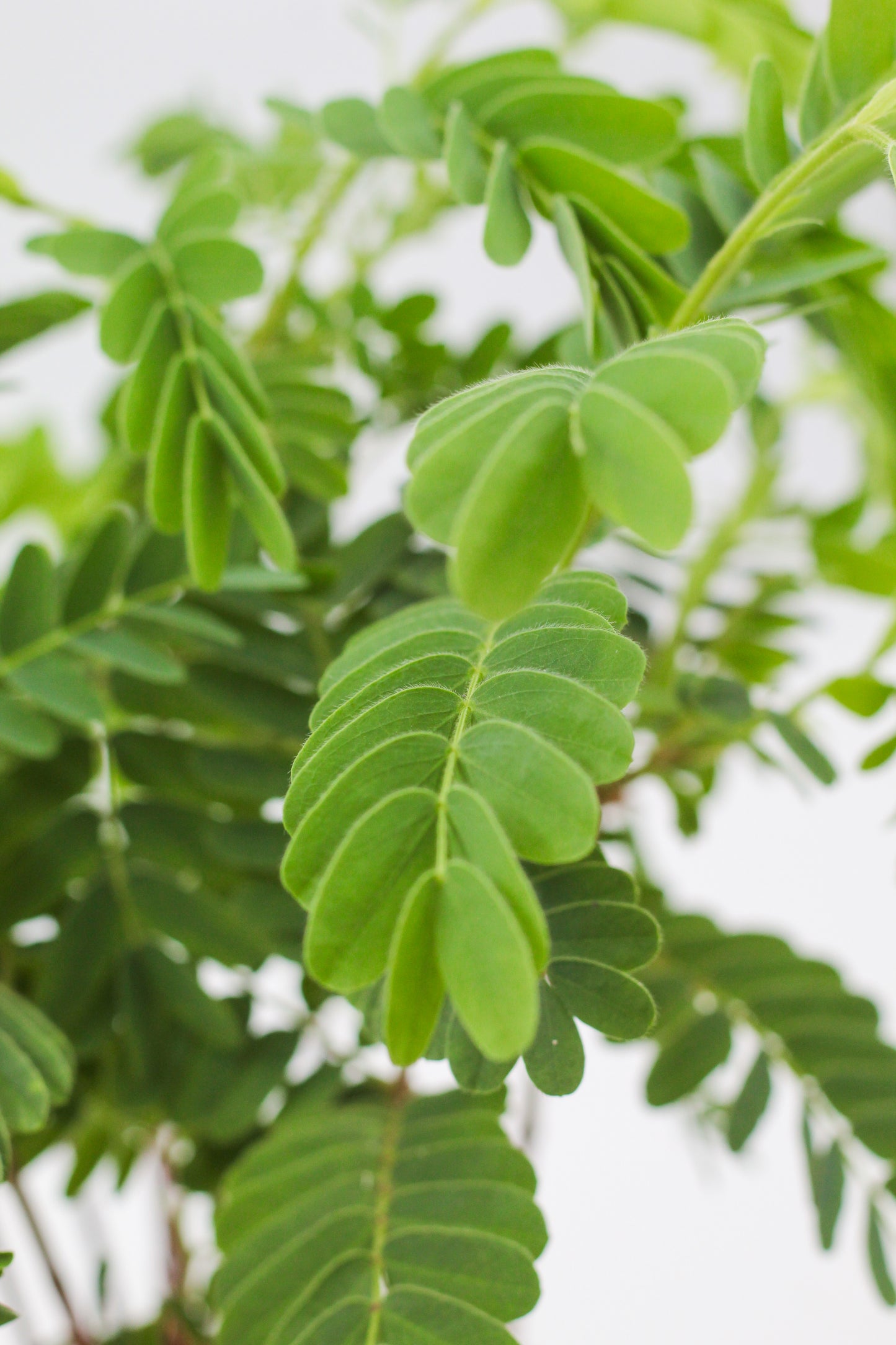Tamarindus indica