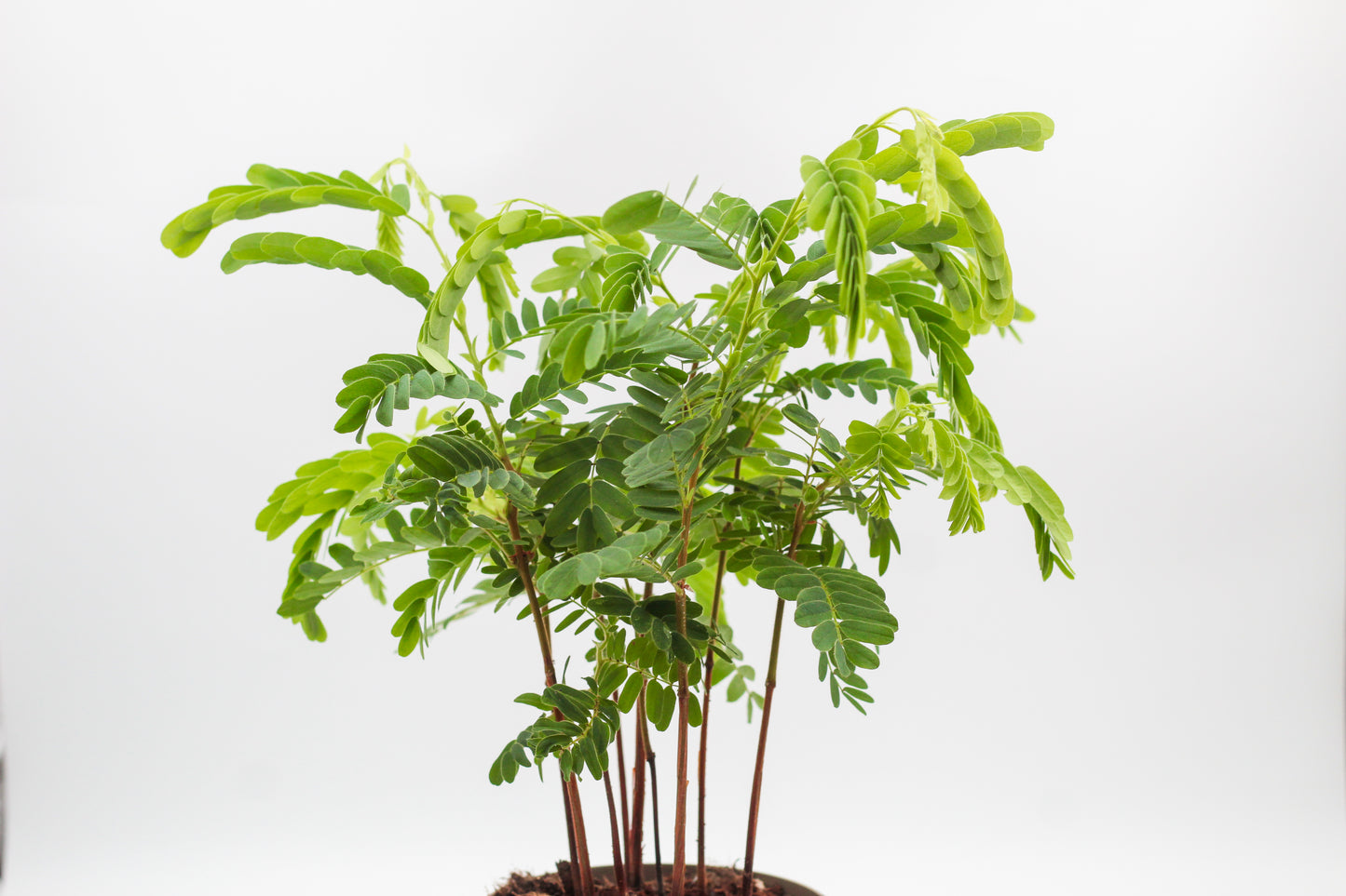 Tamarindus indica