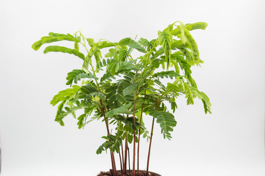 Tamarindus indica