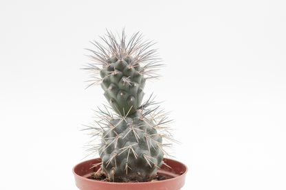 Tephrocactus Alexanderi