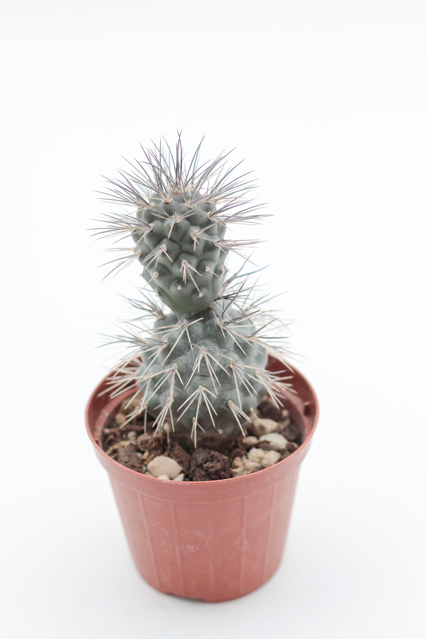 Tephrocactus Alexanderi