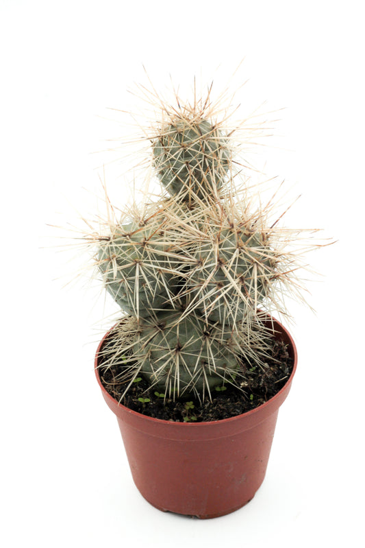 Tephrocactus Alexanderi var. Bruchii "Ichihualasto