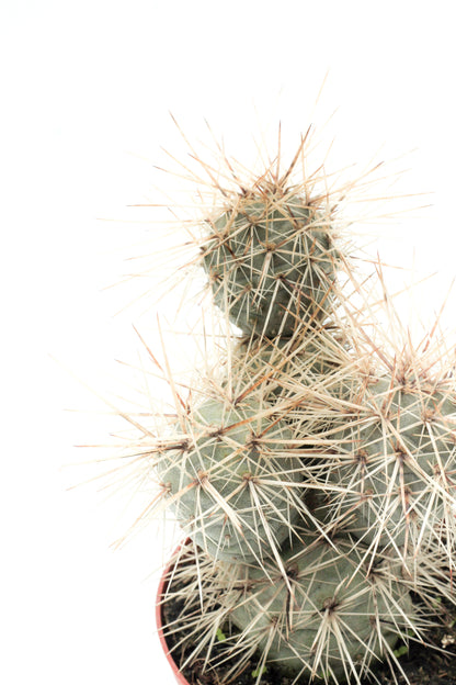 Tephrocactus Alexanderi var. Bruchii "Ichihualasto