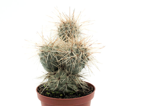 Tephrocactus Alexanderi var. Bruchii "Ichihualasto