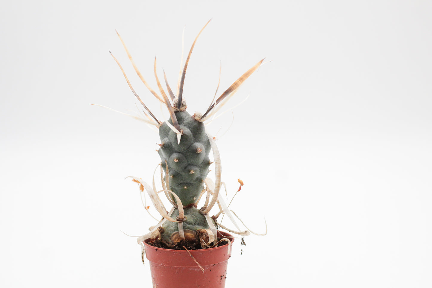 Tephrocactus articulatus var. papyracanthus