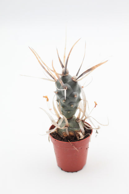 Tephrocactus articulatus var. papyracanthus