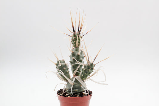 Tephrocactus Articulatus var. Papyracanthus
