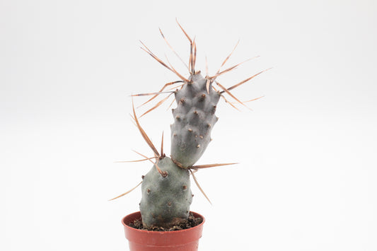 Tephrocactus Articulatus var. Papyracanthus (dark spines)