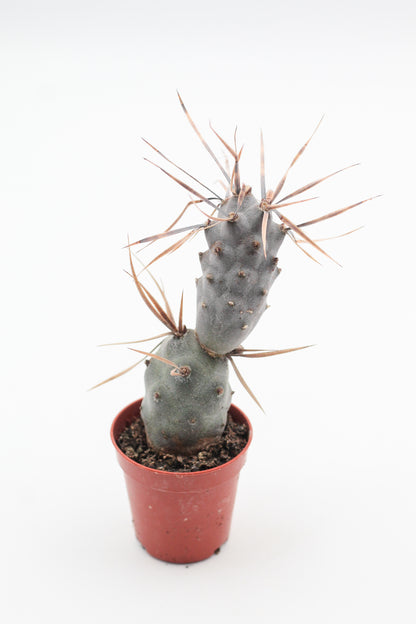Tephrocactus Articulatus var. Papyracanthus (dark spines)