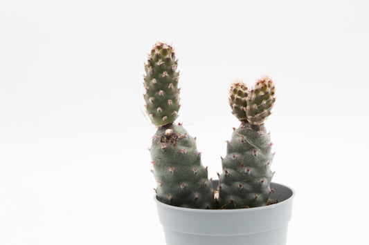 Tephrocactus Articulatus var. Strobiliformis