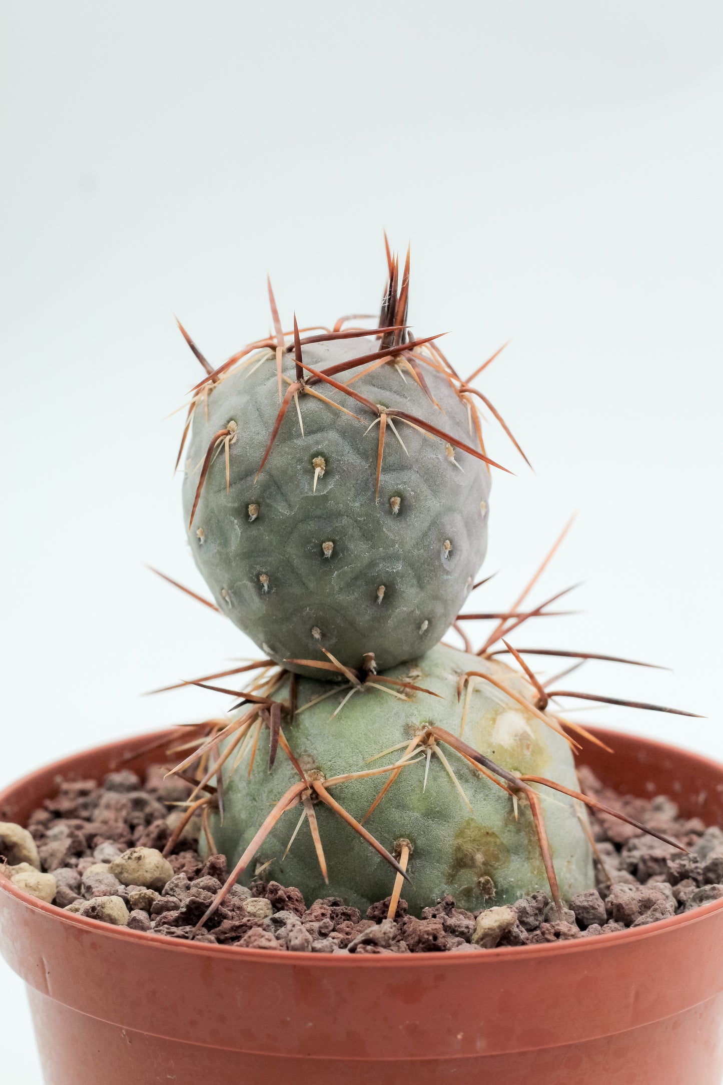 Tephrocactus Geometricus