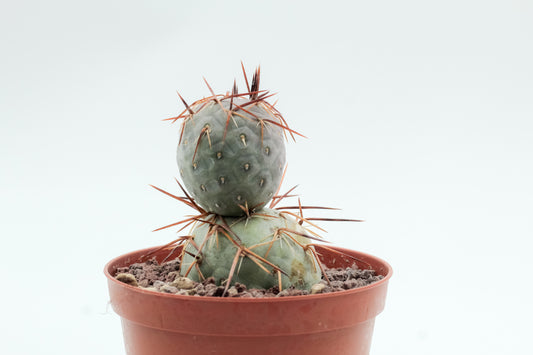 Tephrocactus Geometricus
