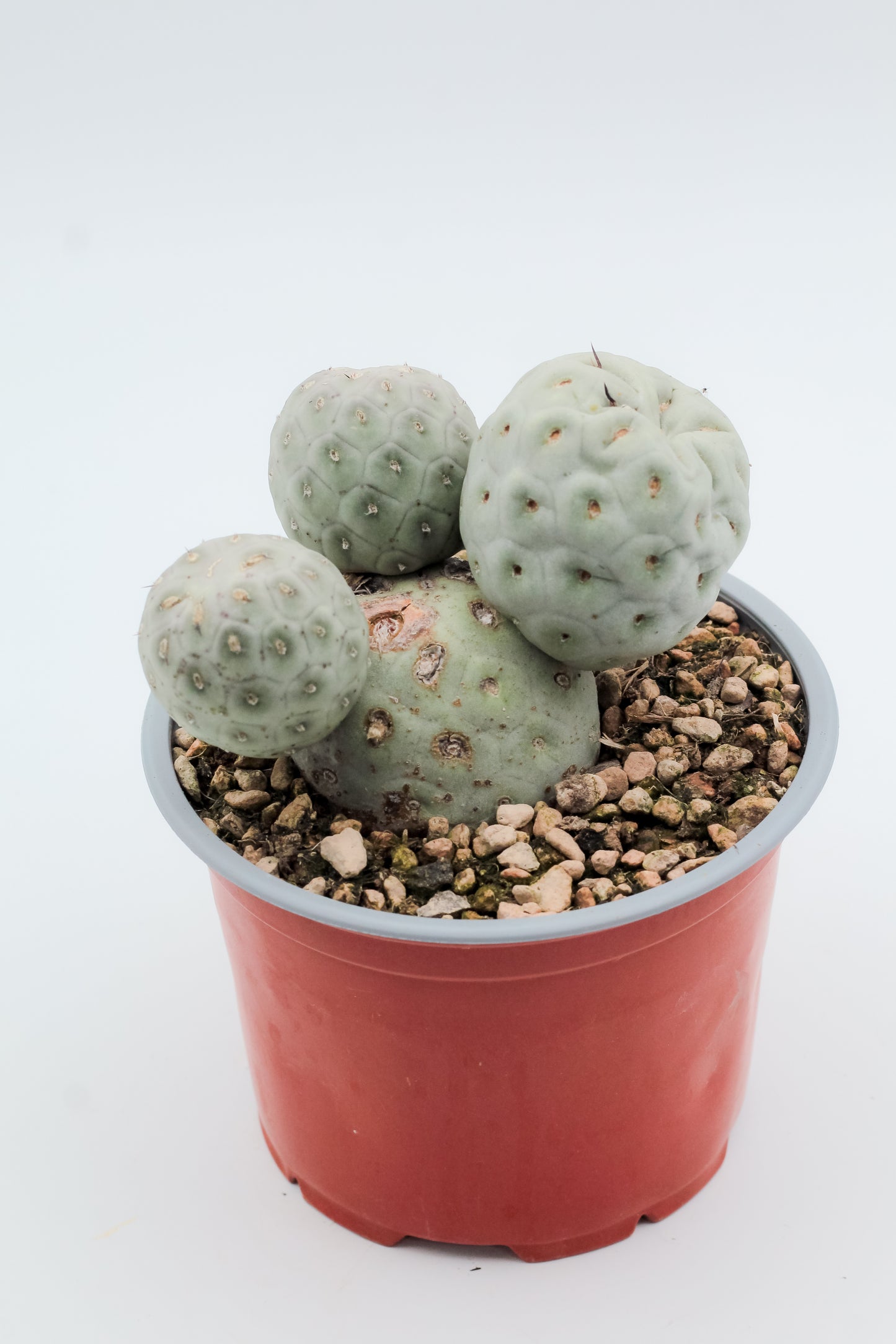 Tephrocactus Geometricus