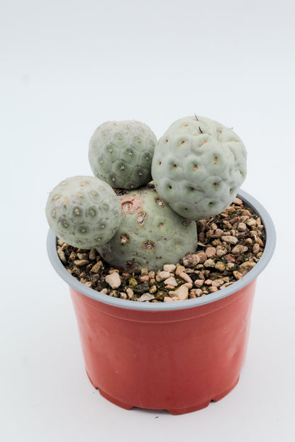 Tephrocactus Geometricus