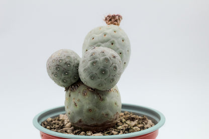 Tephrocactus Geometricus