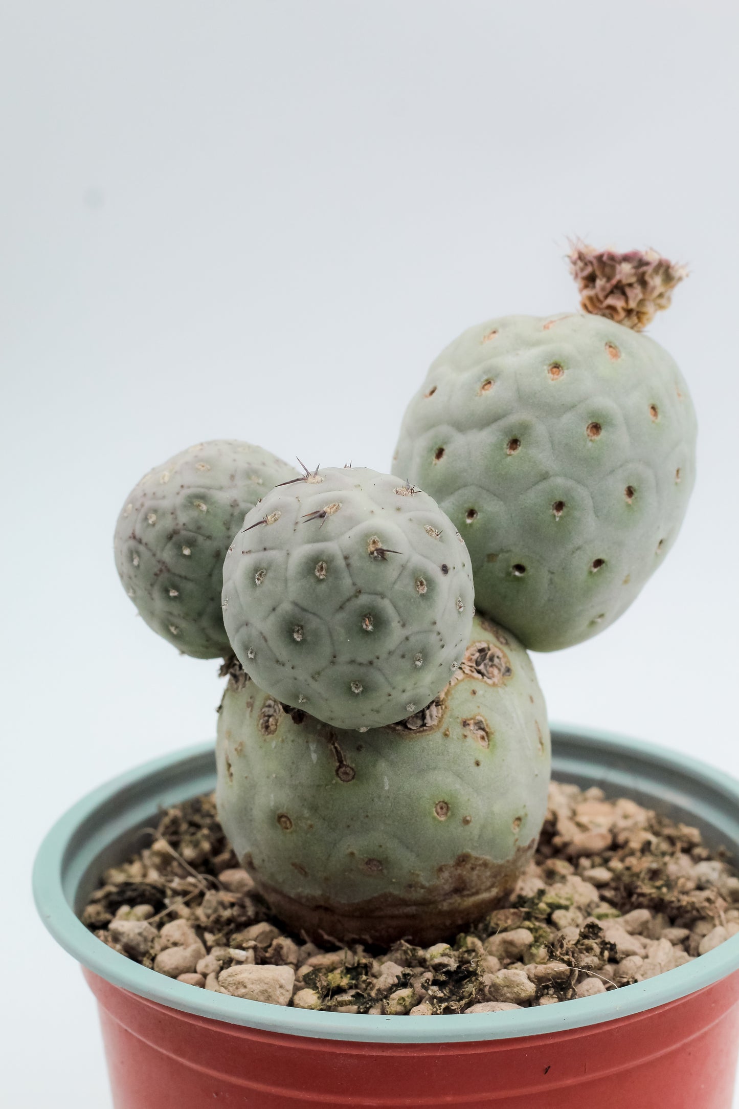 Tephrocactus Geometricus