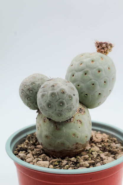 Tephrocactus Geometricus
