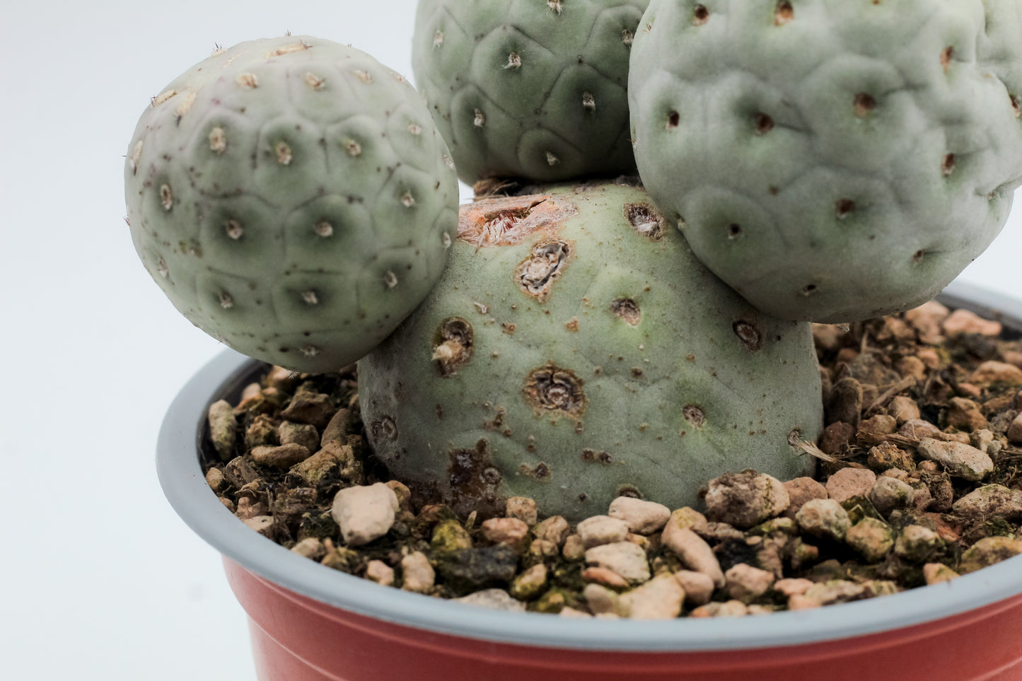 Tephrocactus Geometricus