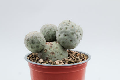 Tephrocactus Geometricus