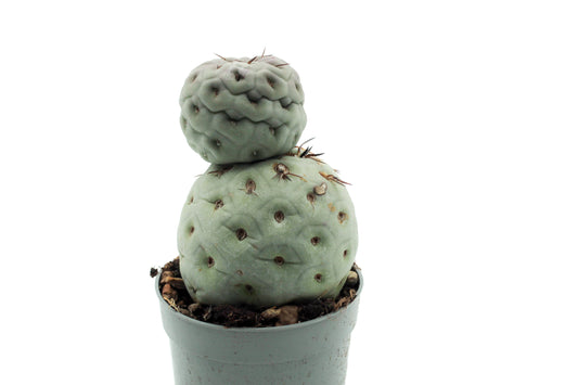Tephrocactus Geometricus
