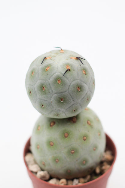 Tephrocactus Geometricus