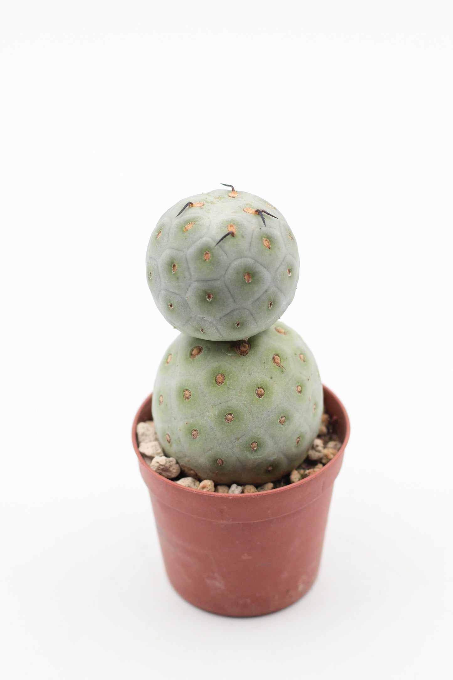 Tephrocactus Geometricus
