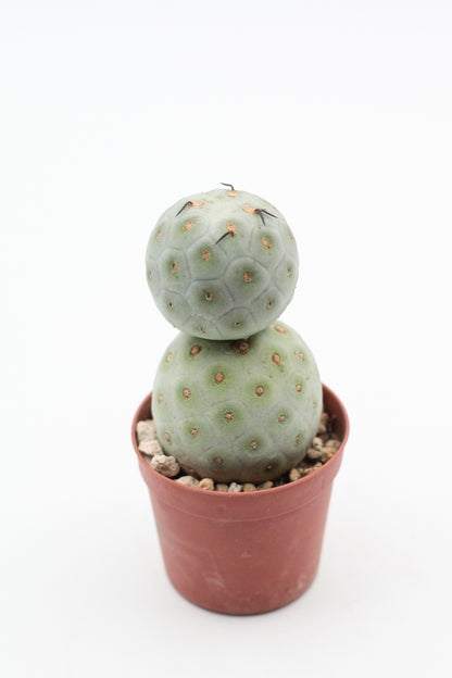 Tephrocactus Geometricus