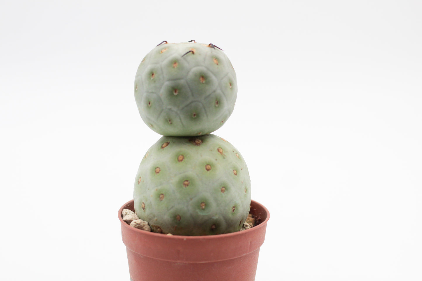 Tephrocactus Geometricus