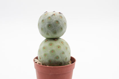 Tephrocactus Geometricus