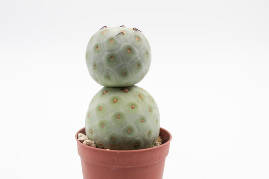 Tephrocactus Geometricus
