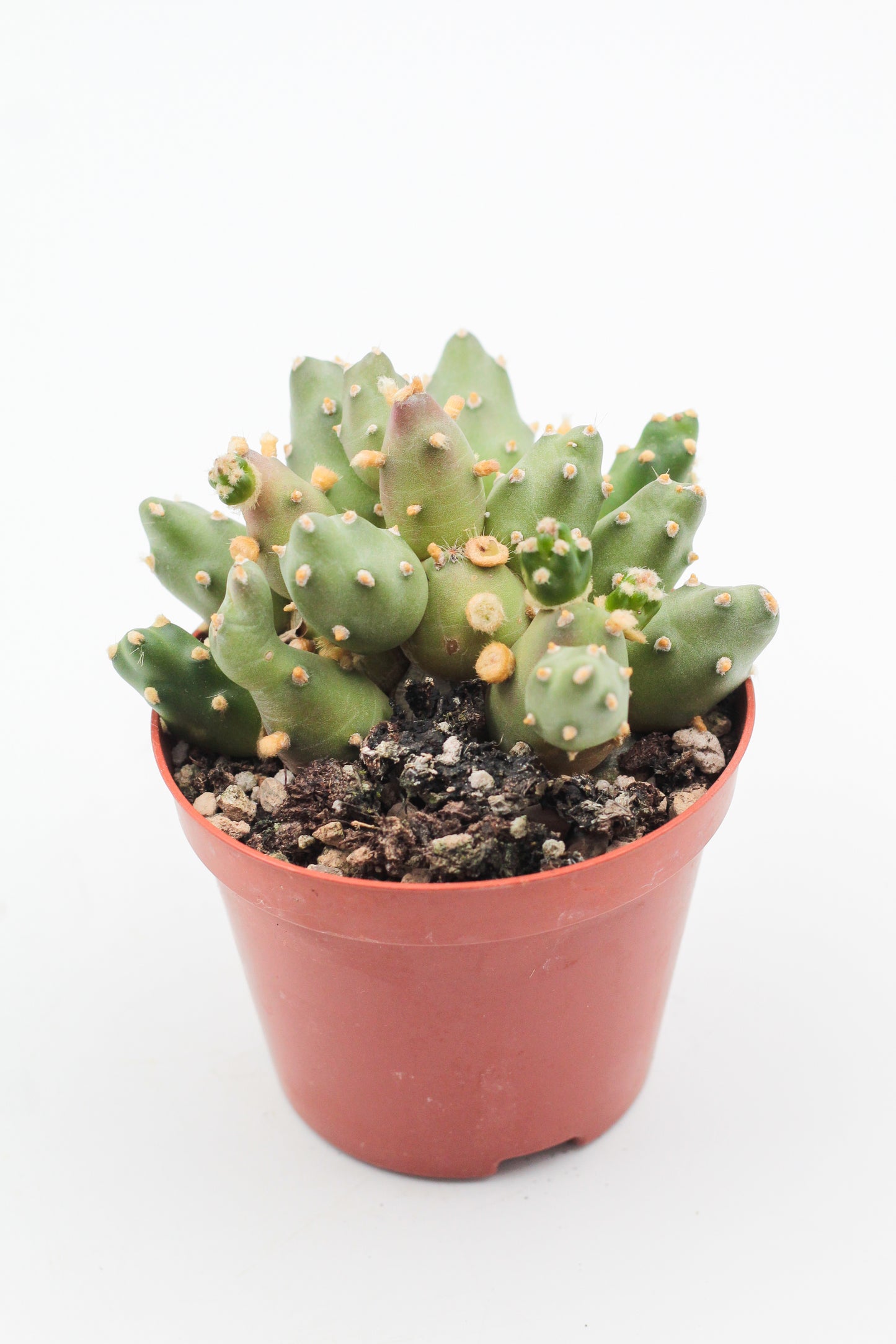Tephrocactus Rossianus