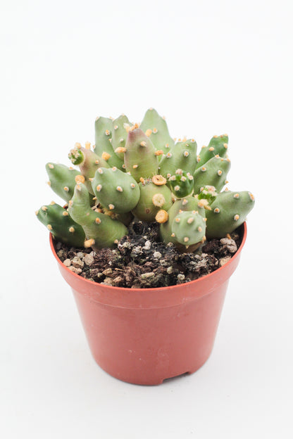 Tephrocactus Rossianus