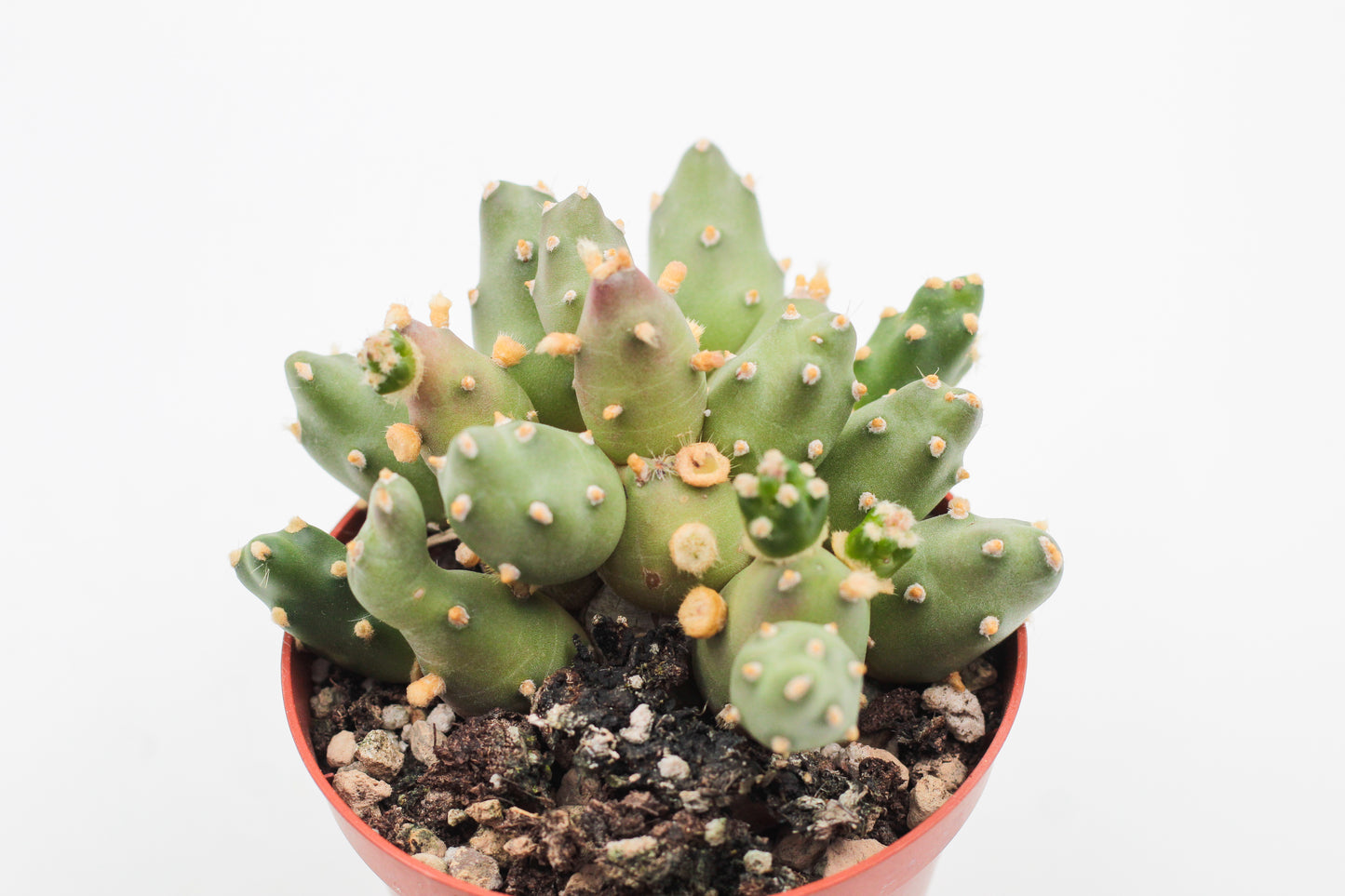 Tephrocactus Rossianus