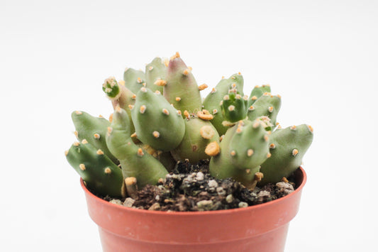 Tephrocactus Rossianus