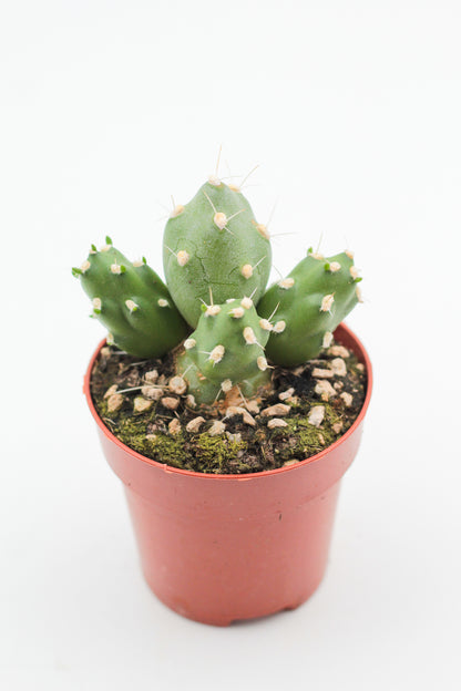 Tephrocactus Rossianus