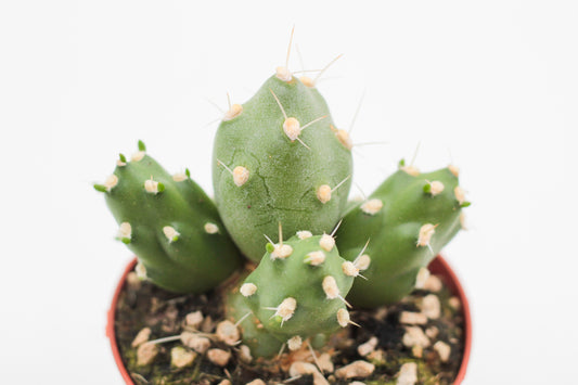 Tephrocactus Rossianus