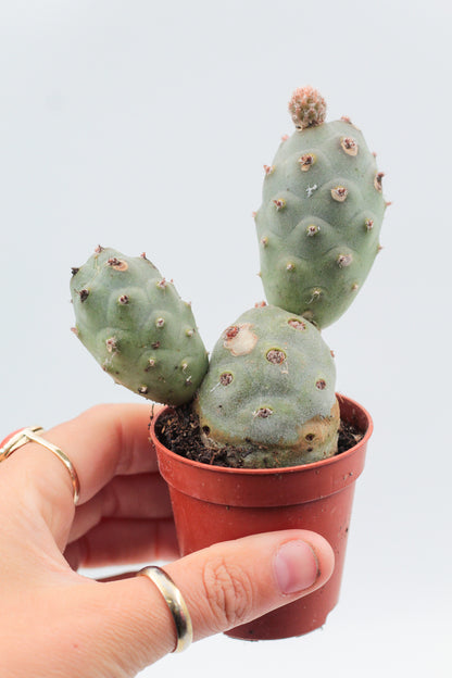 Tephrocactus articulatus
