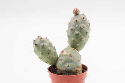 Tephrocactus articulatus